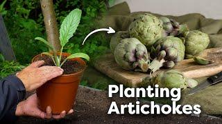 How to Plant Globe Artichokes (Spacing & Care Tips)