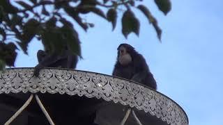 Gibbons Calling to Each Other in Animal Kingdom, Walt Disney World (2018).