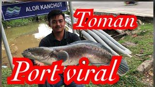 Toman port viral alor kancut #kp087 #kicapfishing