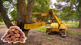 661 Million Pounds Of Pecans Are Harvested In America This Way | Agriculture Technology