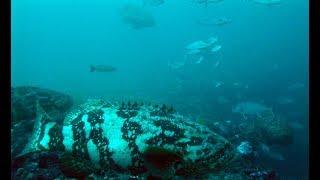 Jewfish Over Population (Goliath Grouper)