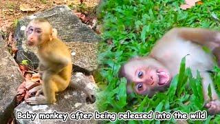 The reaction of monkeys when released into the wild, they become scared and confused