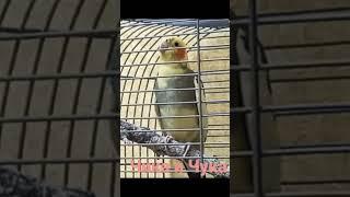 #Male cockatiel   Корелла самец. Как поёт самец Корелла    