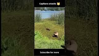 Aggressive capybara attacks poor dog #shorts