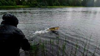 "Predator Attack While Fishing! Shocking Spinning Reel Moment"