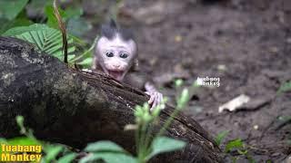 A baby monkey cries when its mother is left alone