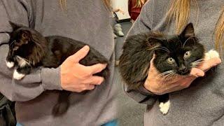 Shelter Kitten Chooses a Man And Won't Let Him Go Ever Again