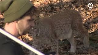 Ontsnapte lynx Wildpark Gangelt terecht