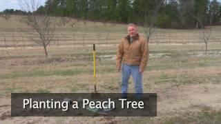 Planting a Peach Tree