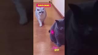 funniest cat video  #shorts #petstime #cats #funnyvideo #short #youtubeshorts