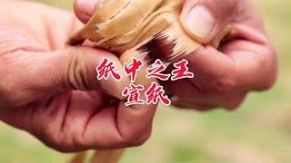 宣纸为什么可以做到千年不腐#纪录片解说 #涨见识 #宣纸