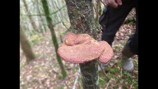 January foraging for greens and mushrooms