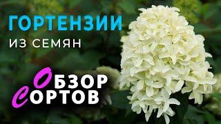Гортензия из семян. Обзор сортов семенных гортензий