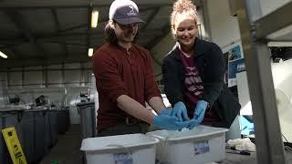 UWindsor - Critical Research on the Lake Sturgeon