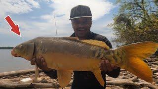 Catching GIANT MIRROR CARP and BLUE CATFISH from the banks of the POTOMAC RIVER!