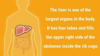 Liver Cancer Signs and Symptoms | Dana-Farber Cancer Institute