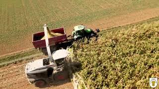 Landwirte Eppingen - Futtermaisernte  in Adelshofen 2020