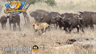 WILD SAVANNAH | Lions vs Buffalo - Escape from the Apex Predators | Animal Documentary