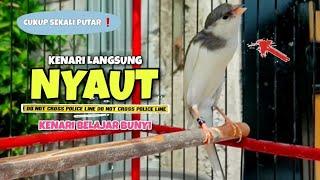 Langsung NYAUT Suara Pancingan Kenari Paud Belajar Bunyi Ngeriwik || Masteran Kenari Paud #2