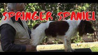 SPRINGER SPANIEL