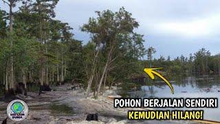 Ngeri..Terekam Kamera,Fenomena Aneh Ratusan Pohon Tiba² Lenyap di Telan Sungai!