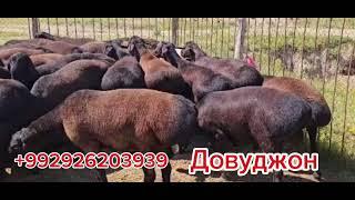 Кучкорлар сотувда фуруши 2тиш  шишак +992926203939