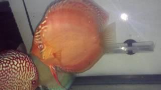 Update on new Discus in quarantine, tester fish added