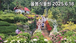 연비깡패 EV3와 함께하는 여름꽃여행, 수국꽃 경기도 광주시 율봄식물원 2025.6.18 #기아 #전기차 #주차정보