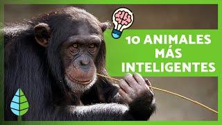 Top 10 ANIMALES más INTELIGENTES del mundo 