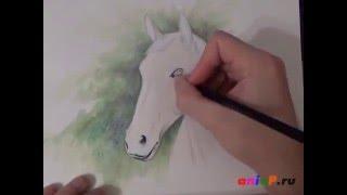 Рисуем портрет лошади