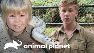 ¡Una pitón salvaje entró en el zoológico! | Los Irwin | Animal Planet