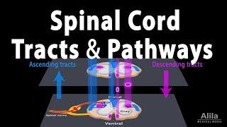 Spinal Cord: Anatomy, Spinal Tracts & Pathways, Somatic Reflexes, Animation