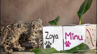 Snow Leopard Cubs Zoya and Minu- Toronto Zoo