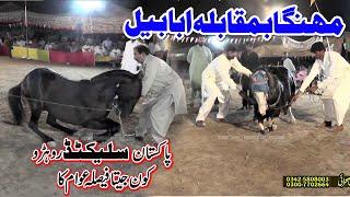 Ababeel vs Mehnga l Horse Dance 30 September 2023 l Mehmood Pura Chak No 1 Nankana l Haji Niaz As