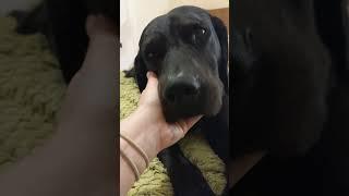 Labrador cuddles after a walk. Happy dog filmmywalkies