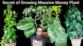 इस तरह से लगाया मनी प्लांट बढ़ेगा 100 गुना तेज़ी से ~ How to grow money plant fast, Complete Guide