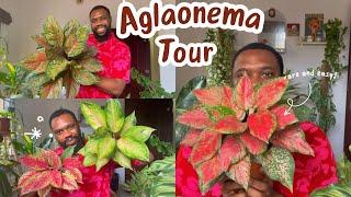 The Aglaonema Tour that will leave you speechless! My collection of rare Chinese evergreen!