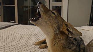 African Jackal talks and howls