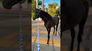 Hermoso #viral #horse #california #caballos #shorts