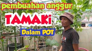 Pembuahan anggur tamaki dalam pot