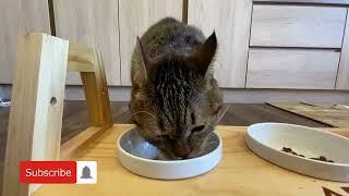 虎斑貓開心吃餐包湯包，10分鐘吃光，主人好開心。The tabby cat happily ate the meal and soup buns and finished in 10 minutes.