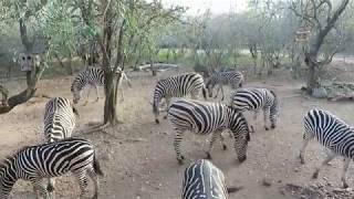 Shocking number of wildlife in our yard in the bush Marloth Park, South Africa!!!