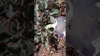 Toloache-Toloatzin (datura ferox) 2