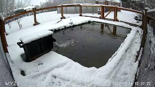 Winter is here - First snow at the new pond!