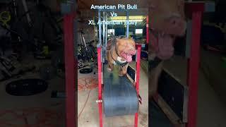 American Pit Bull Vs XL American Bully !!