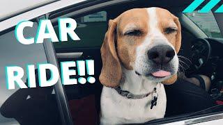 Dogs excited for CAR RIDE!! [Best Dog Reaction Ever]