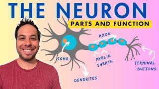 What is a Neuron? Parts and Function