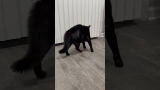 Как мой кот встречает меня с работы/How my cat greets me from work #blackcat  ‍⬛