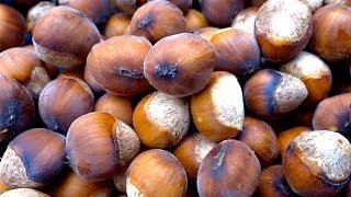 Hazelnuts - types, growing, harvesting,  curing,  nutrition