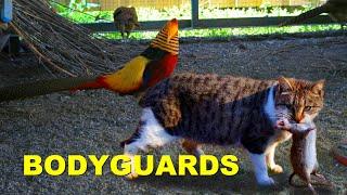 BODYGUARDS / The Best Way to Protect Your Birds from Rats